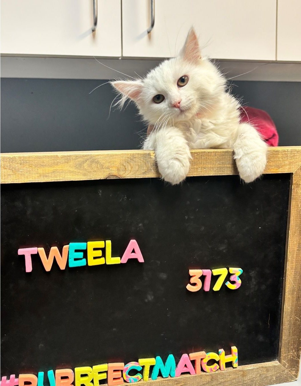 A fluffy white cat named Tweela peeking over a #PurrfectMatch sign