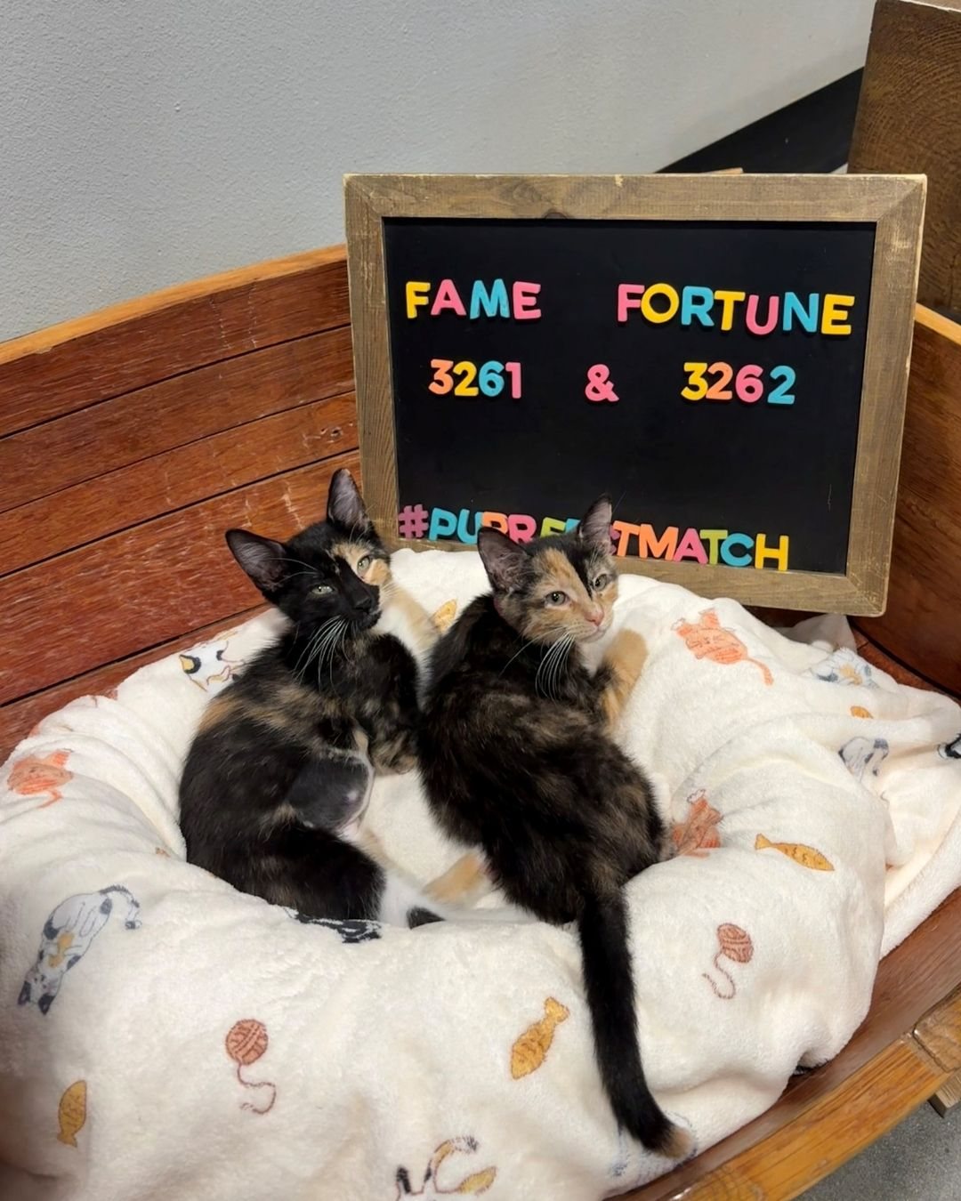 Two kittens, Fame and Fortune, beside a #PurrfectMatch adoption sign
