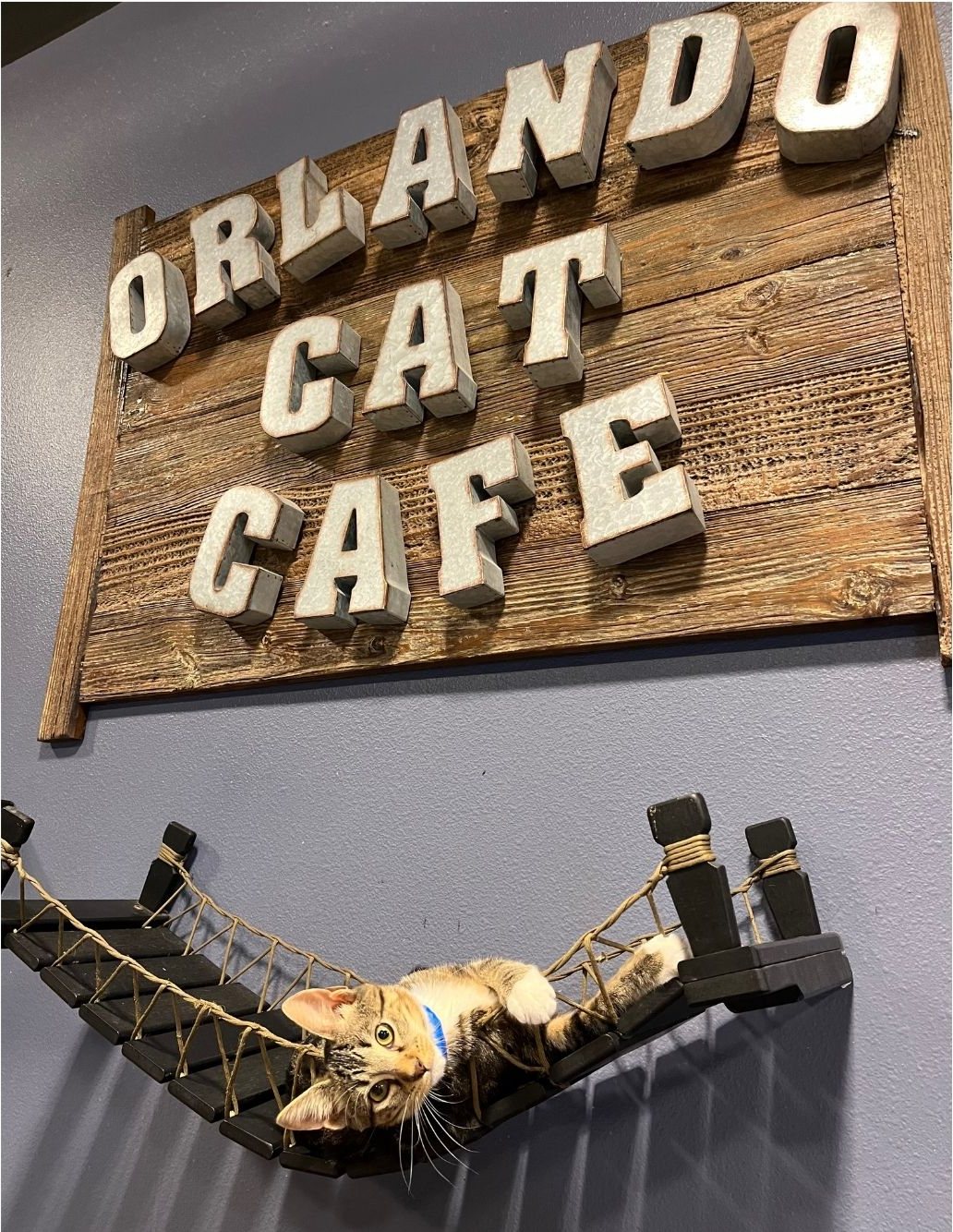 A cat relaxing on a rope bridge beneath the Orlando Cat Café sign in the cat lounge