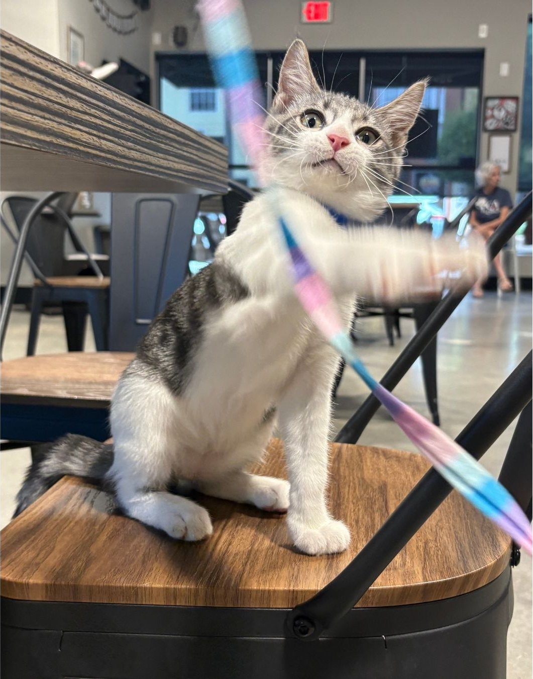 A kitten chasing a ribbon toy in the cat lounge