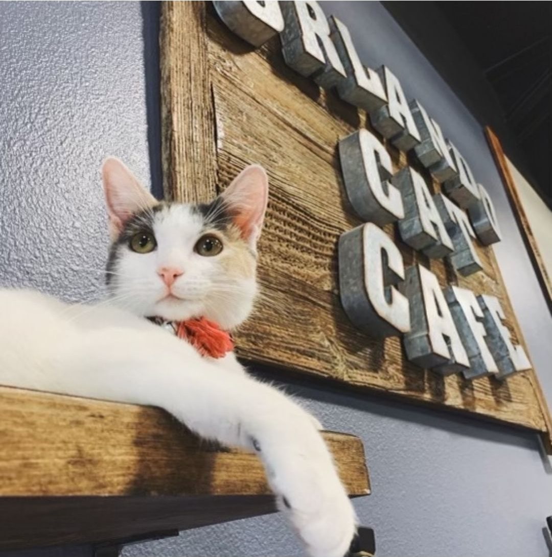 A calico cat lounging on a shelf under the Orlando Cat Café sign
