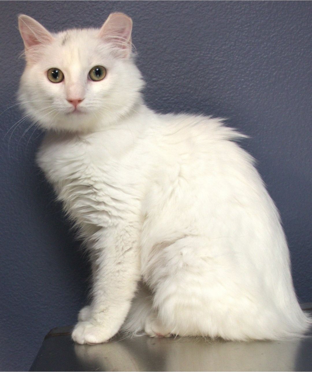 A fluffy white cat