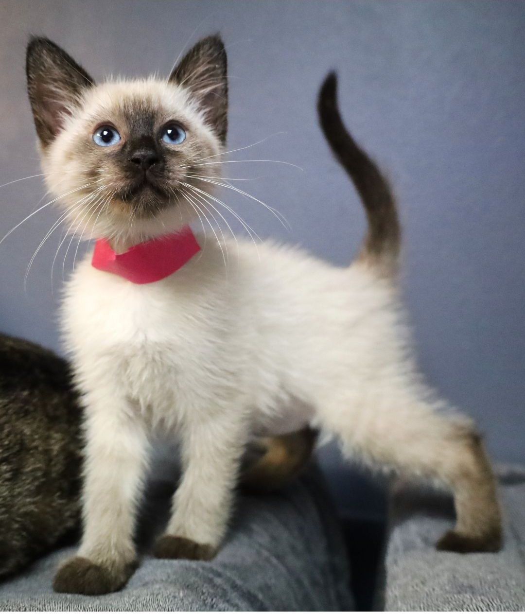 A Siamese kitten with a pink collar
