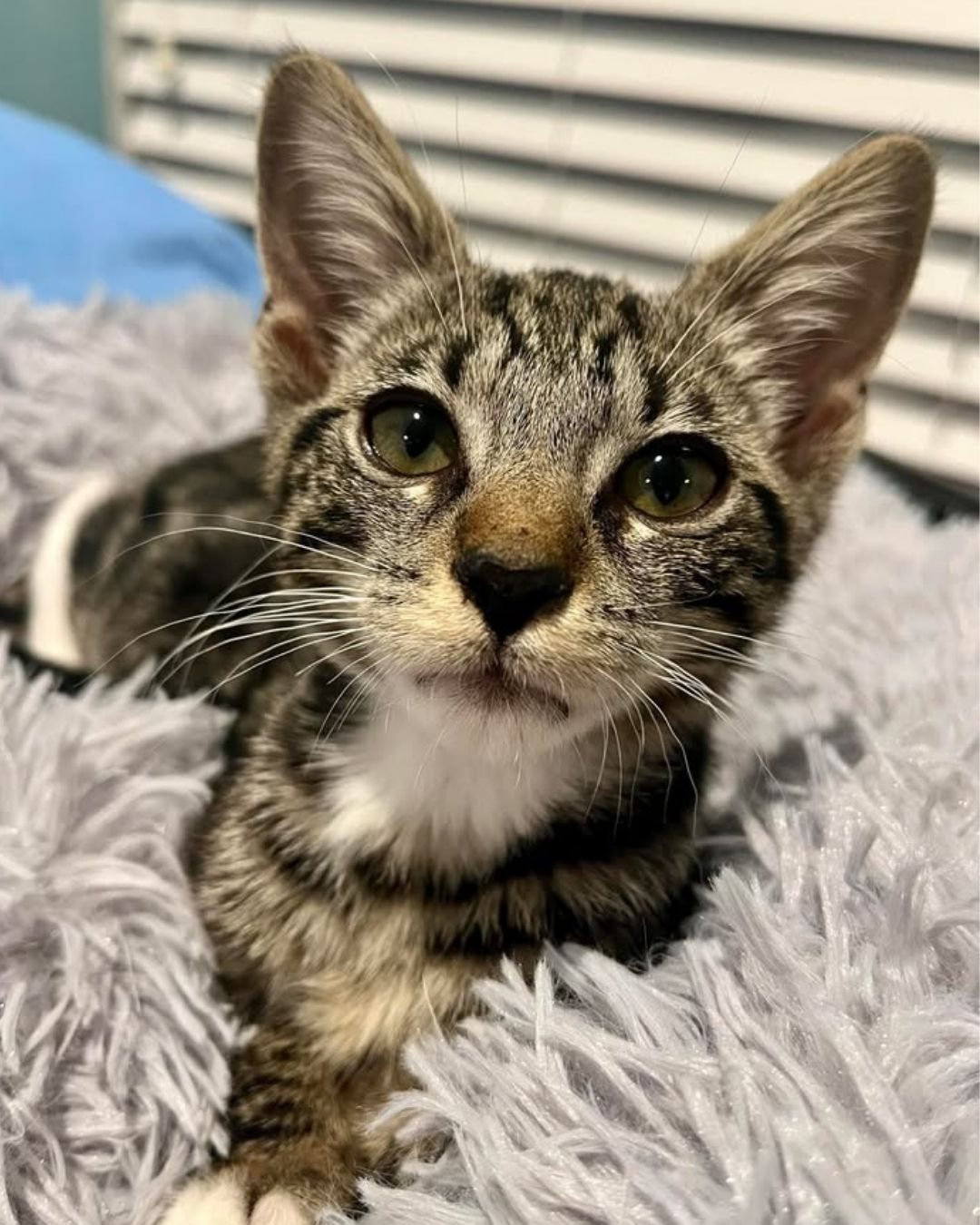 A tabby kitten looking into the camera