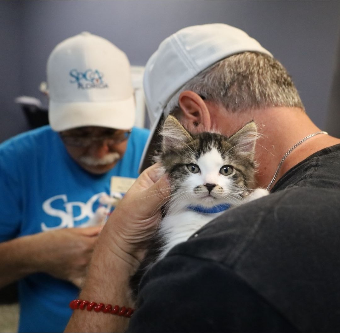 A shelter partner volunteer and a guest with a kitten at the cat café